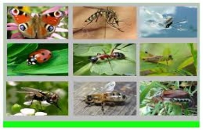 Результат пошуку зображень за запитом "комахи фотографии"